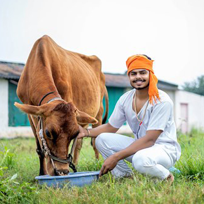 Cow Currency